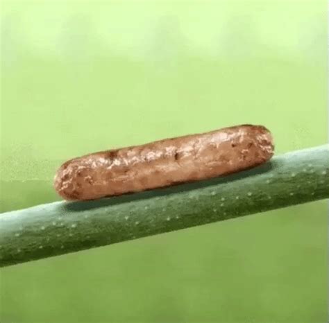 gif worms